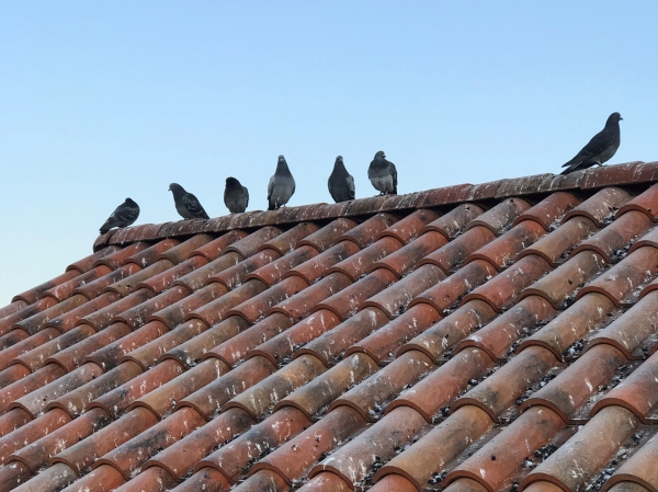도심 건물 지붕에 집비둘기 무리가 앉아있다. 배설물로 인해 지붕이 오염된 모습이다.