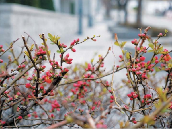아직 겨울을 품고개화(開花)의 향연이 펼쳐지는 캠퍼스의 한 켠에서 명자꽃은 새살을 돋아내기 시작했다. 알알이 맺힌 꽃망울 사이에서 꽃잎 하나가 먼저 움터있다.