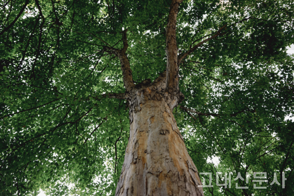 항상 누군가의 곁을 지켜주는 나무 기둥.