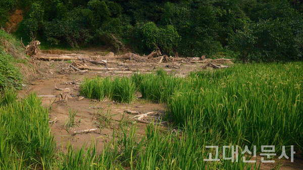 경남 산청군 내부마을 산 중턱부터 아래까지 차 있던 벼가 산사태로 굴러오는 나무 무더기에 쓸렸다.