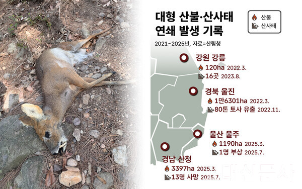 지난 3월 경북 산불로 질식사한 노루의 사체.